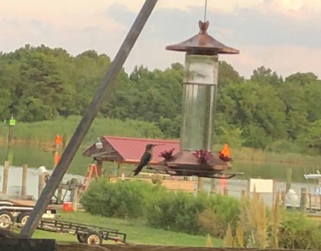 hummingbirds