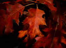 Fall