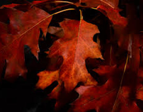 Fall