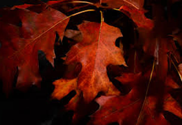 Fall
