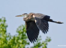 Great Blue Heron