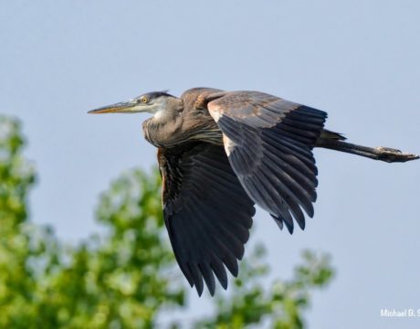 Great Blue Heron