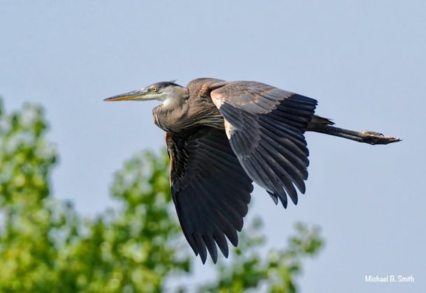 Great Blue Heron