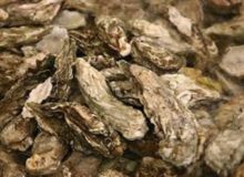 SlackWater why oysters matter