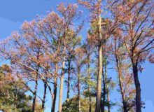 pine trees