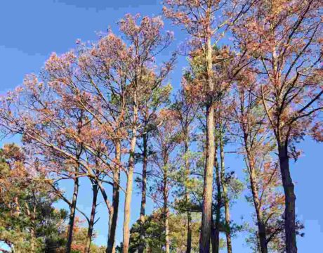 pine trees
