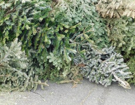 Trees Recycling