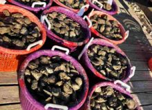 shellfish harvesting