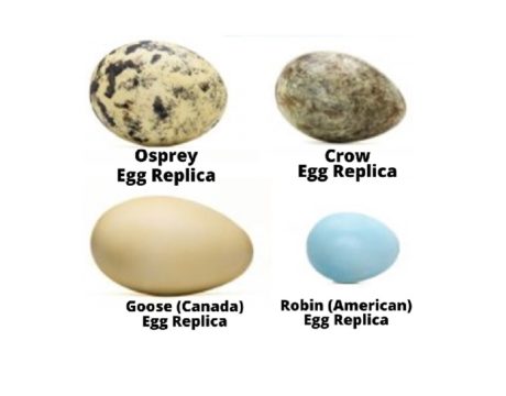 Adopt an Egg