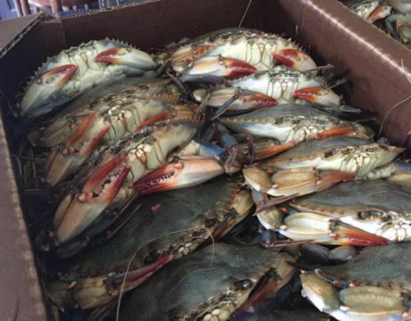 soft crab