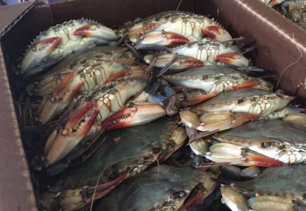 soft crab