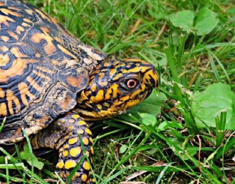 Turtles