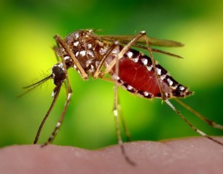 mosquito