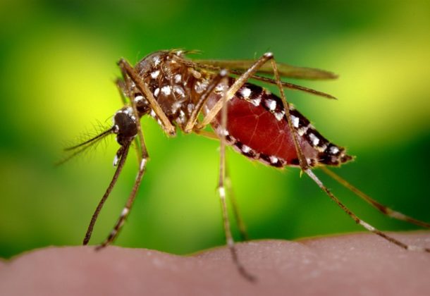 mosquito