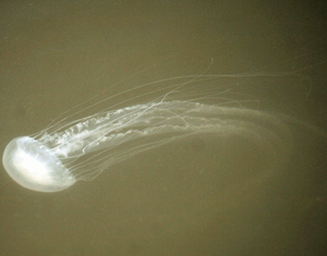 Sea nettles