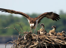 ospreys return