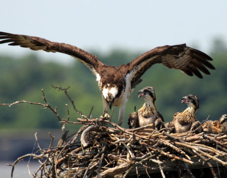 ospreys return