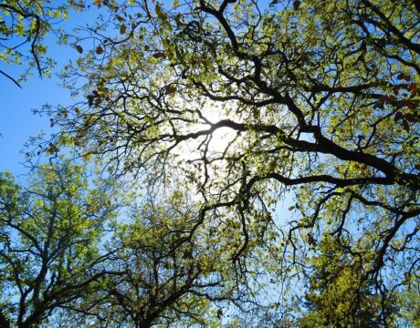 Trees
