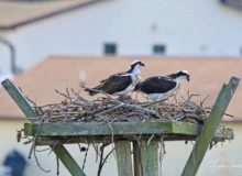 Ospreys