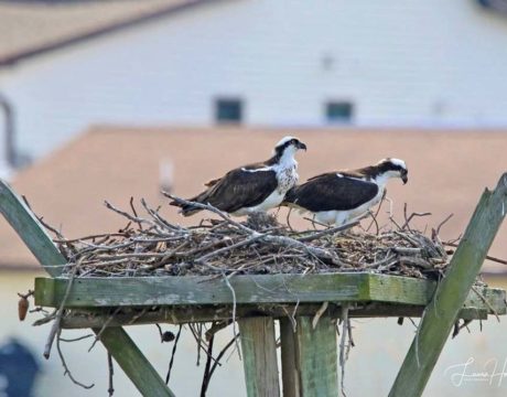 Ospreys