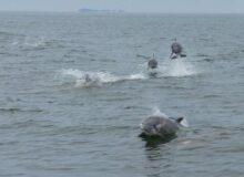 DolphinWatch