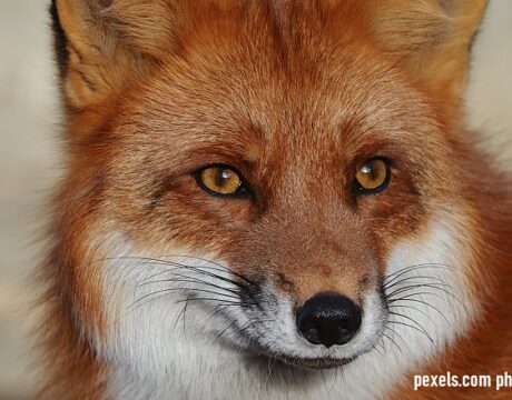 fox