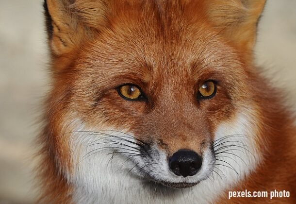 fox