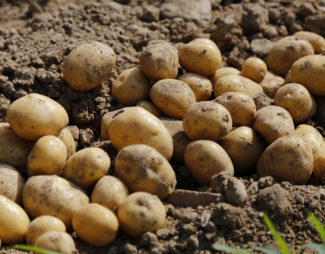 Potatoes
