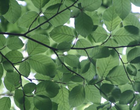 Tree Planting
