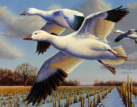 Bird Stamp