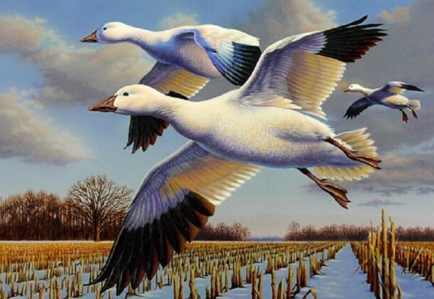 Bird Stamp
