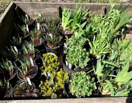 Plant Sale