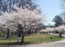 Cherry Blossoms