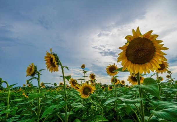 Sunflower