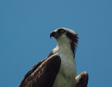 osprey