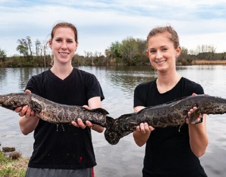 Snakehead