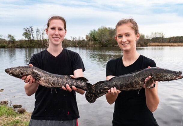Snakehead