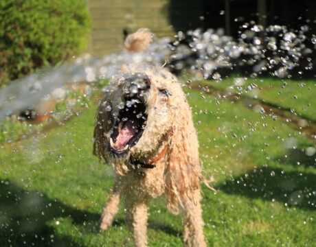 Dog Days of Summer