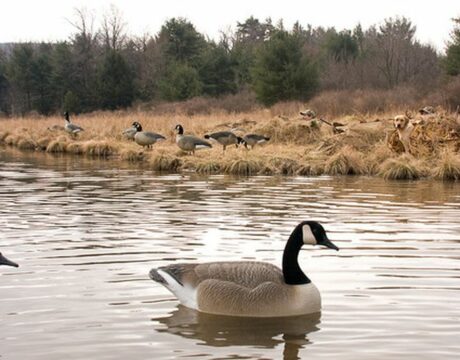 Hunt Day