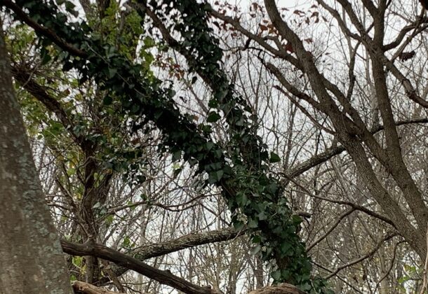Trees