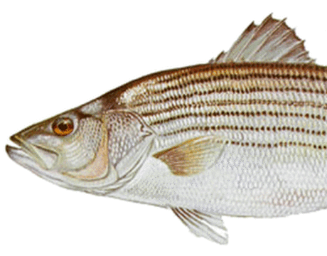 Striped Bass