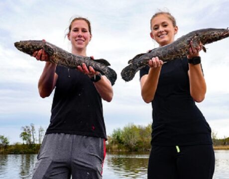 Snakehead