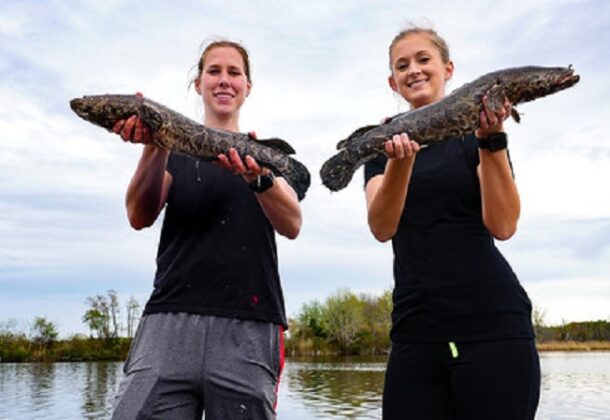 Snakehead