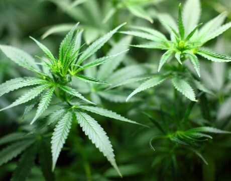 Cannabis