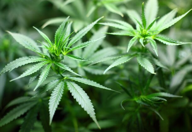 Cannabis