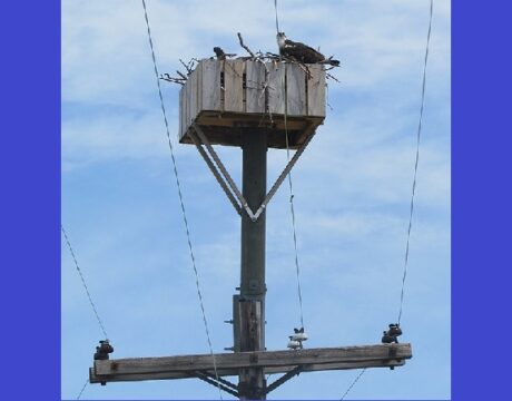 Osprey