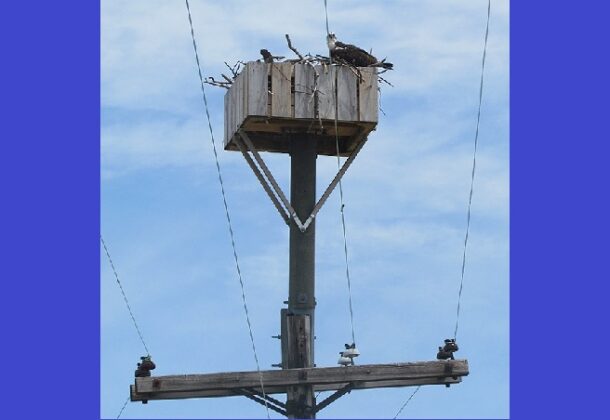 Osprey