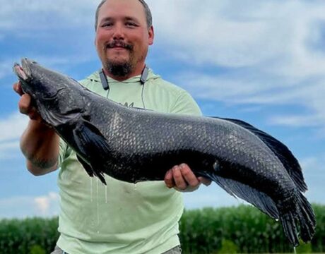 Snakehead