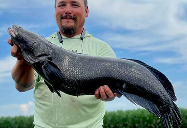 Snakehead