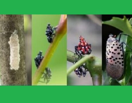 Lanternfly